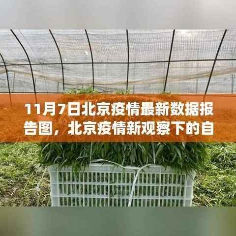 北京疫情最新数据报告图,疫情下的自然之旅与内心宁静探寻