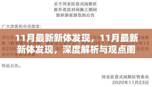11月最新新体发现,深度解析与观点阐述