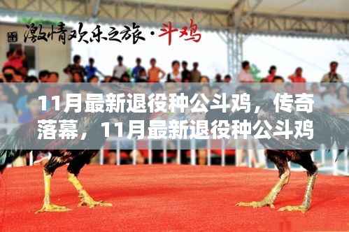 11月退役种公斗鸡传奇落幕,回顾与影响