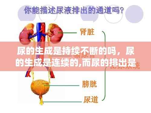 尿的生成是持续不断的吗，尿的生成是连续的,而尿的排出是间歇性的,这是因为 