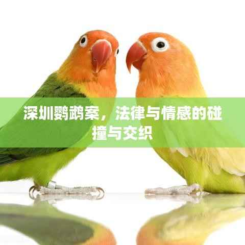 深圳鹦鹉案，法律与情感的碰撞与交织