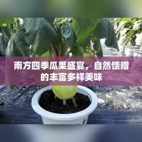南方四季瓜果盛宴,自然馈赠的丰富多样美味