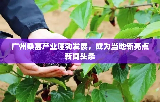 广州桑葚产业蓬勃发展,成为当地新亮点新闻头条