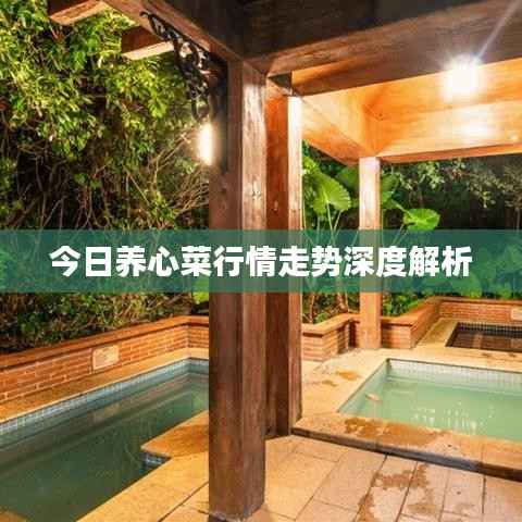 今日养心菜行情走势深度解析