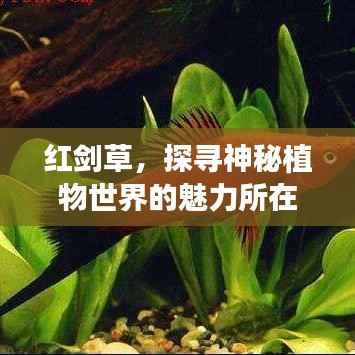 红剑草，探寻神秘植物世界的魅力所在