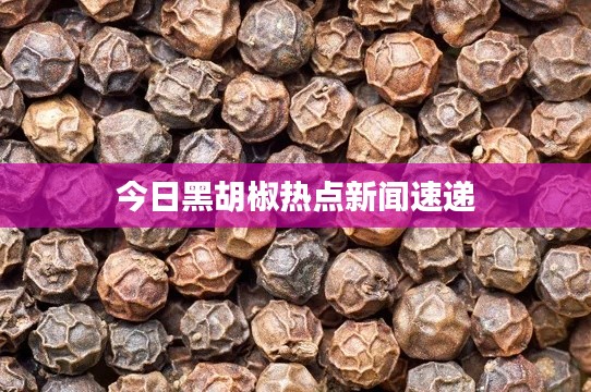 今日黑胡椒热点新闻速递