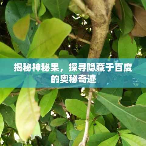 揭秘神秘果，探寻隐藏于百度的奥秘奇迹